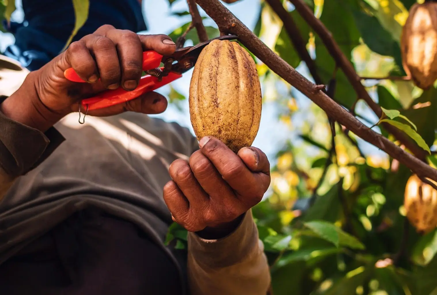 EUDR Blended Training: Vom Verständnis zur Umsetzung primary image