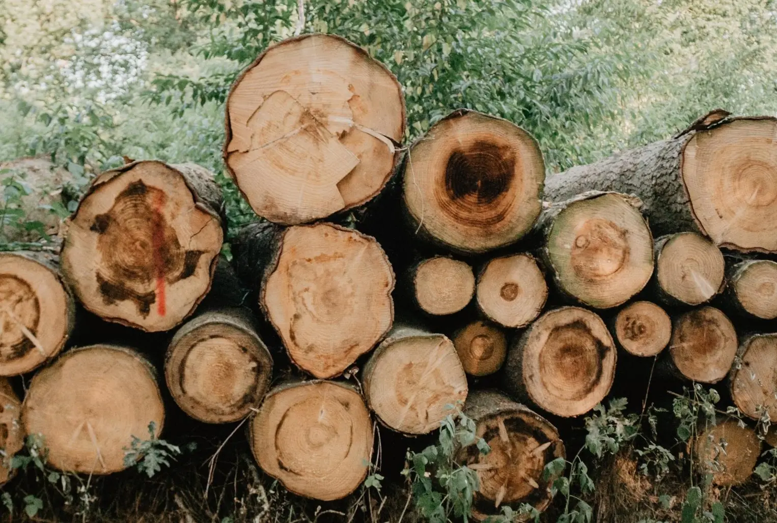 Formation mixte EUDR : de la compréhension à la mise en œuvre primary image