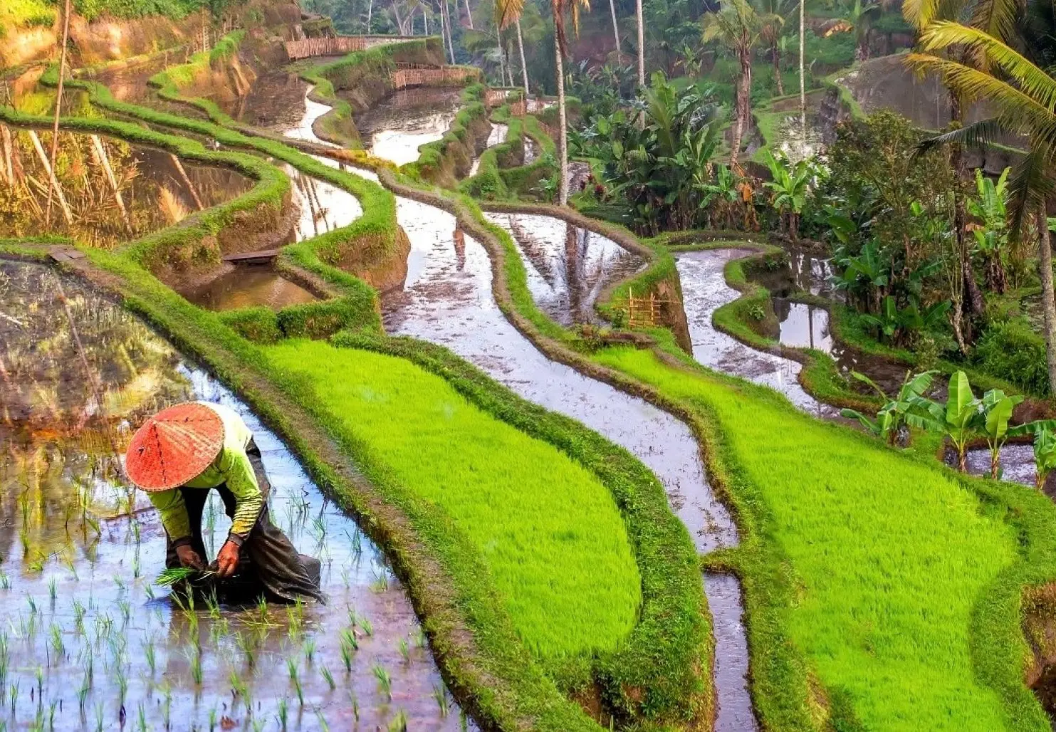 Beras Berkelanjutan primary image