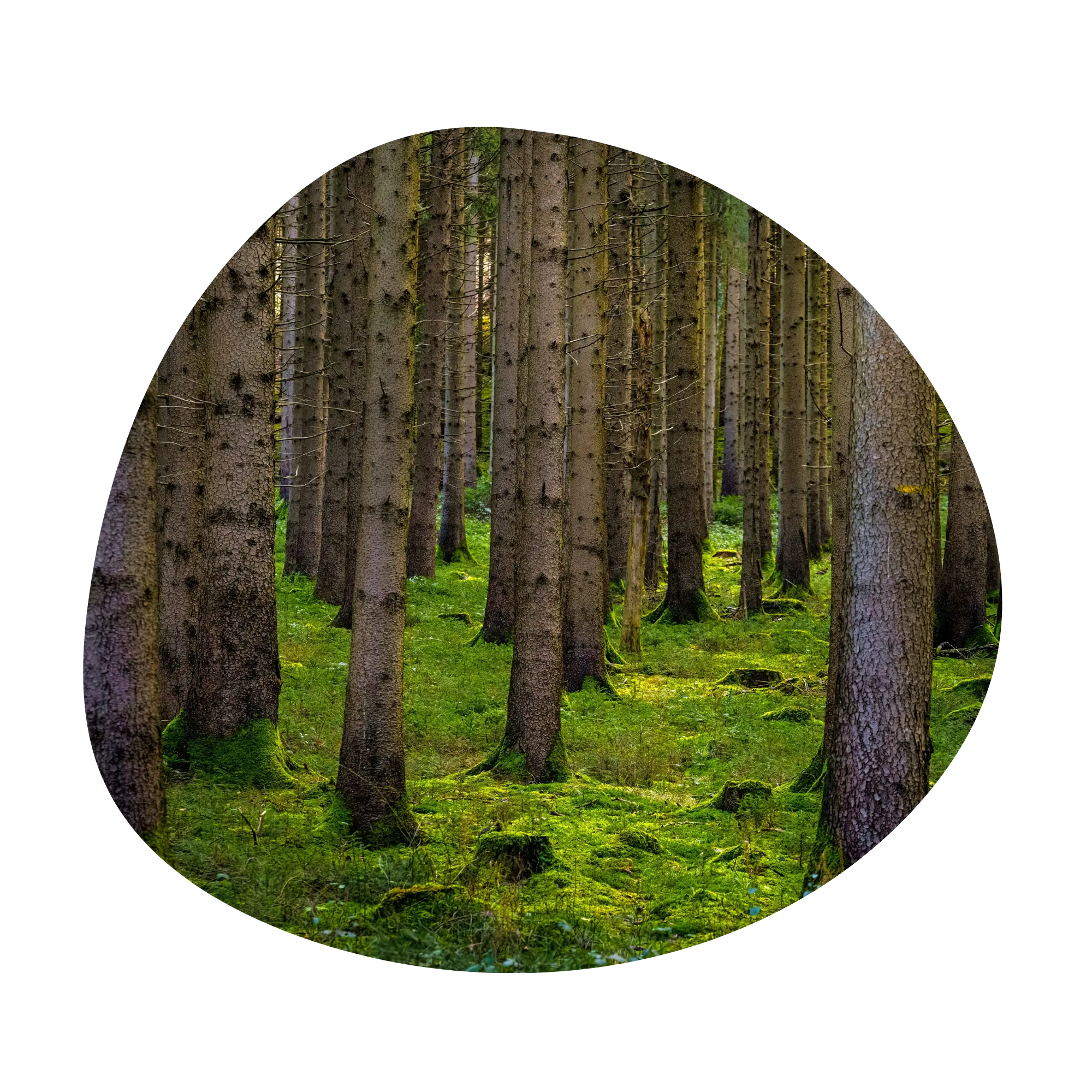 Blob frames for photos