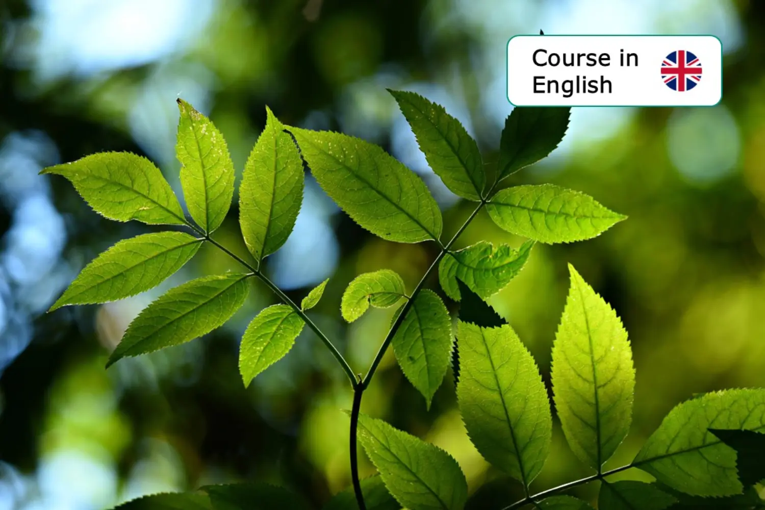 Ecosystem Restoration and Carbon Initiatives - Master