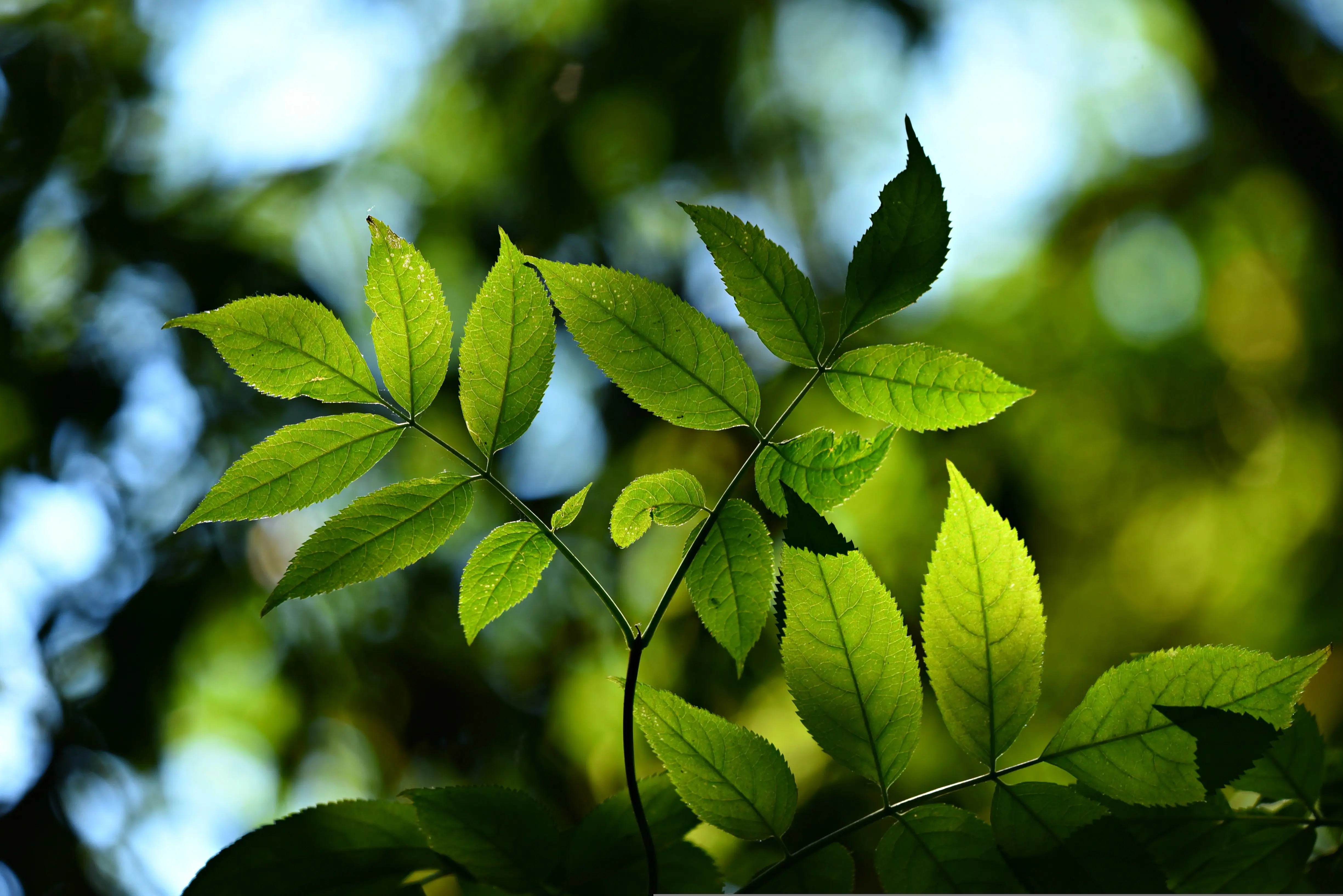 Ecosystem Restoration and Carbon Initiatives primary image